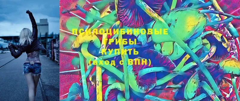 Псилоцибиновые грибы Psilocybe  Североморск 